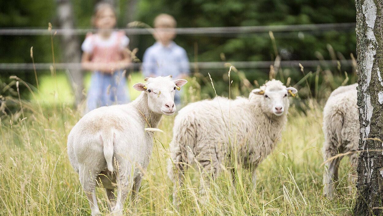 Ziegen- und Schafsgehege im Britzer Garten – Bild 3