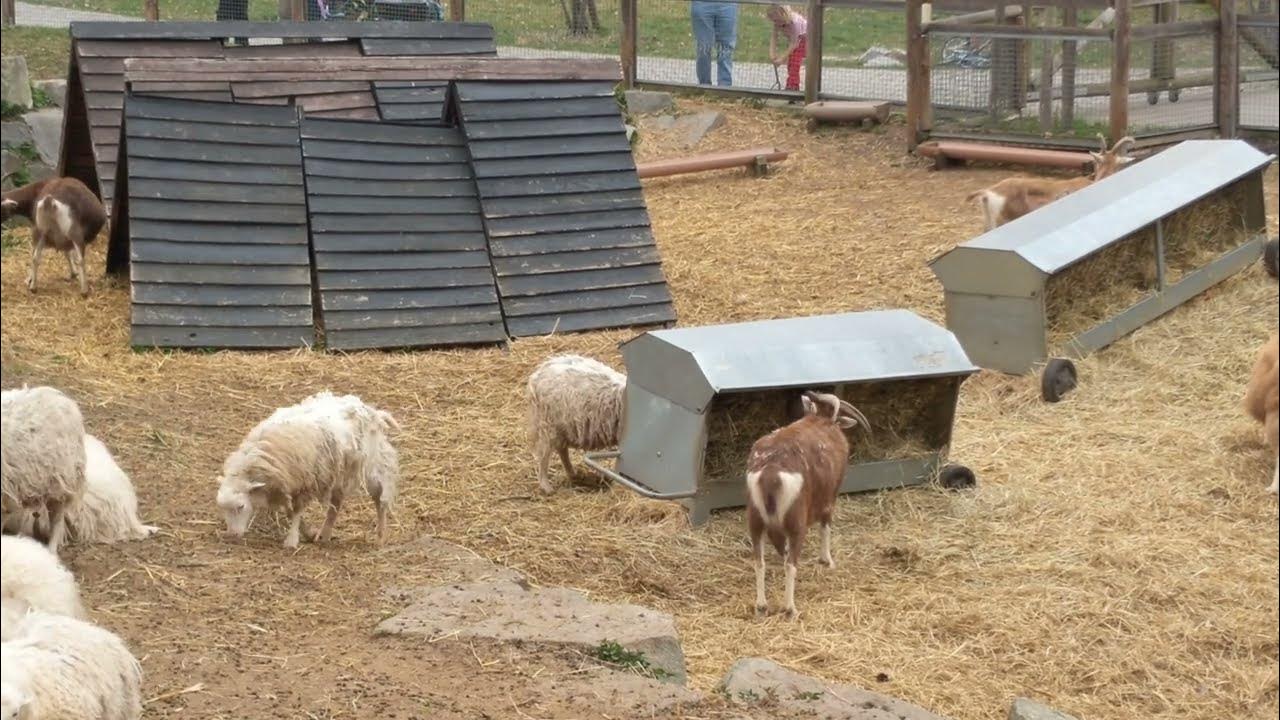 Ziegen- und Schafsgehege im Britzer Garten – Bild 5