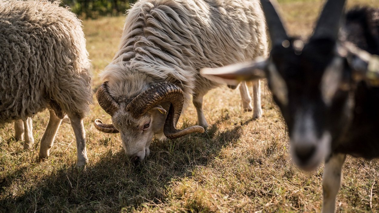 Ziegen- und Schafsgehege im Britzer Garten – Bild 6
