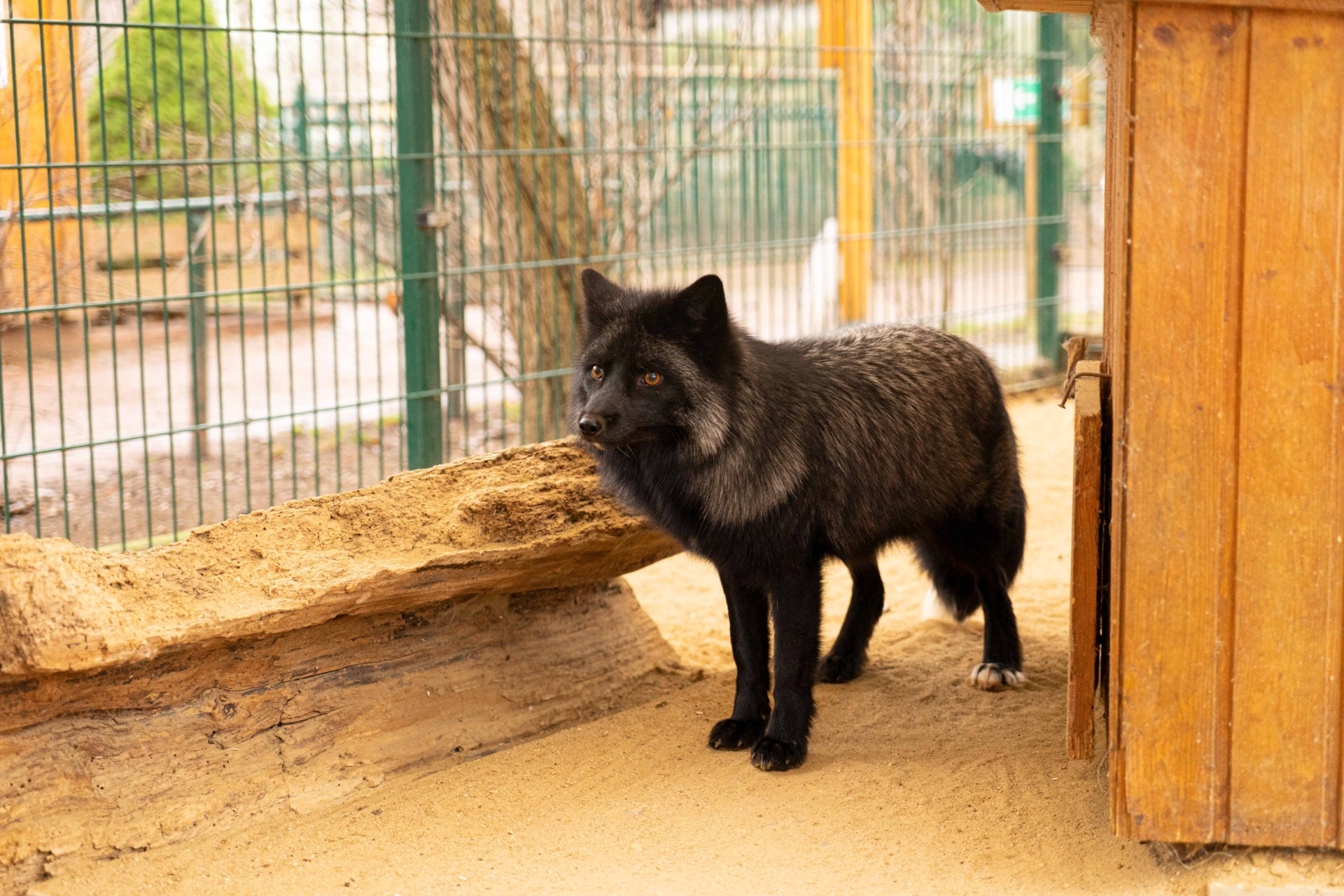 Inselzoo Altenburg – Bild 2