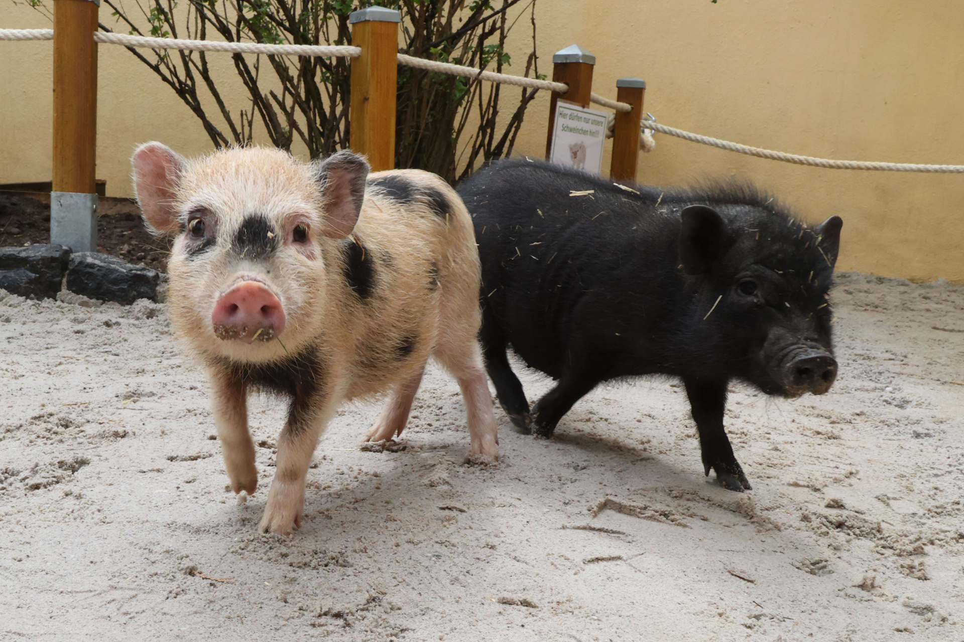 Inselzoo Altenburg – Bild 6