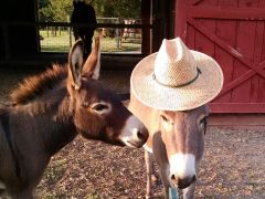 Nottloher mini Farm – Bild 4