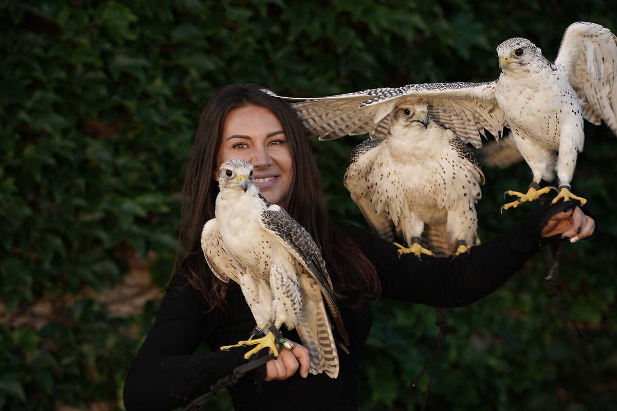 Garuda Falknerei – Bild 1