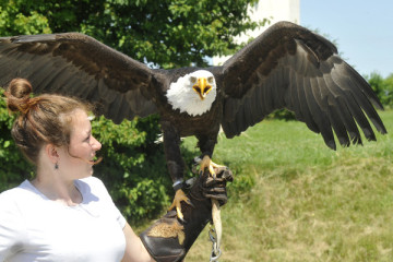 Garuda Falknerei – Bild 2