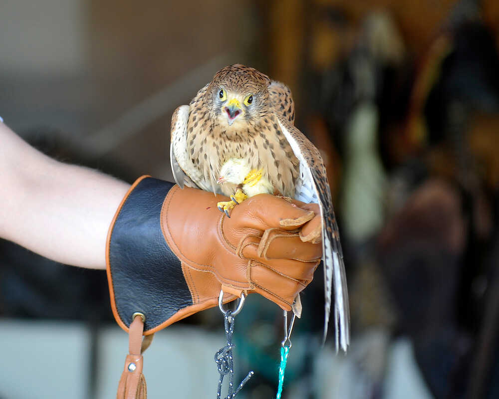 Garuda Falknerei – Bild 4