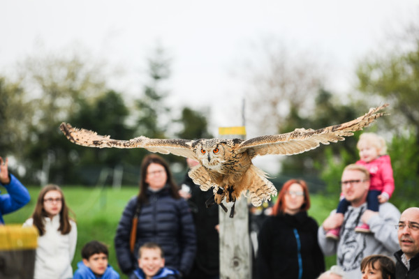 Garuda Falknerei – Bild 5