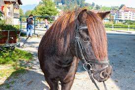 Erlebnishof Fronalp - Swiss Holiday Park – Bild 3