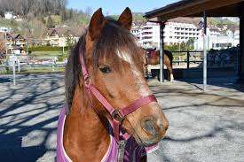 Erlebnishof Fronalp - Swiss Holiday Park – Bild 4