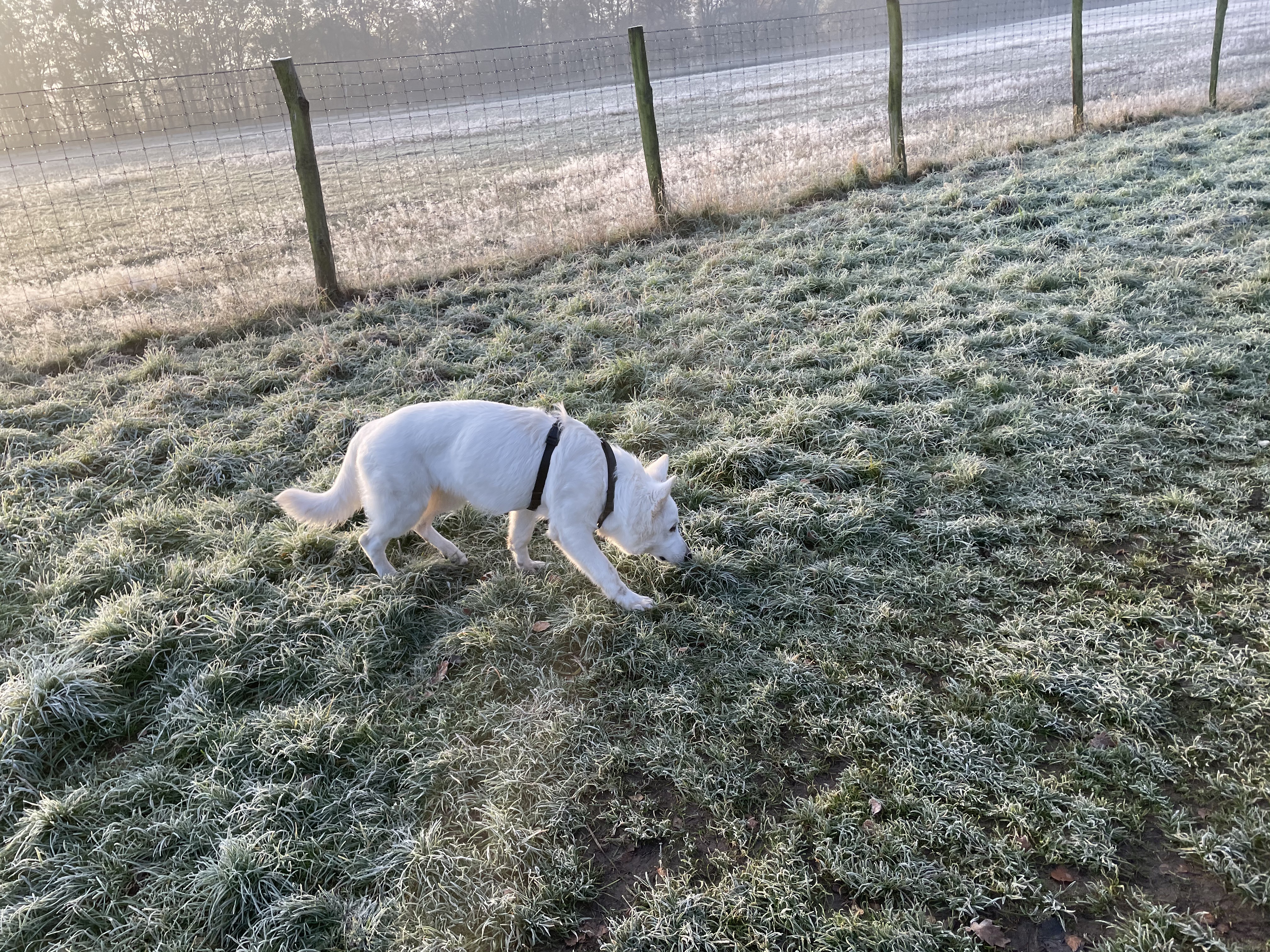 Hundewiese / Hundefreilauf Jaberg – Bild 3