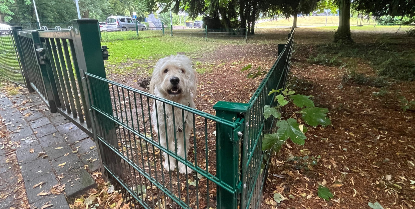 Hundewiese / Hundefreilauf Jaberg – Bild 4