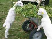 Ponyhof Jägersruh – Bild 5