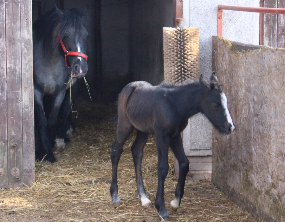 Ponyhof Jägersruh – Bild 6