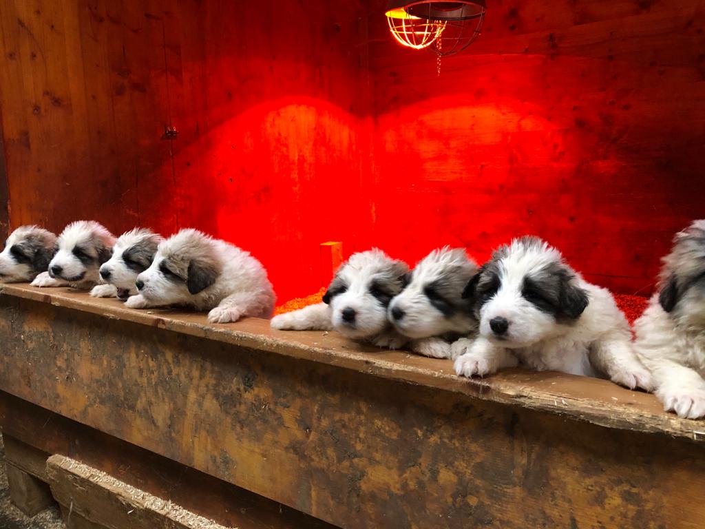 Biolandhof Riehle – Bild 3