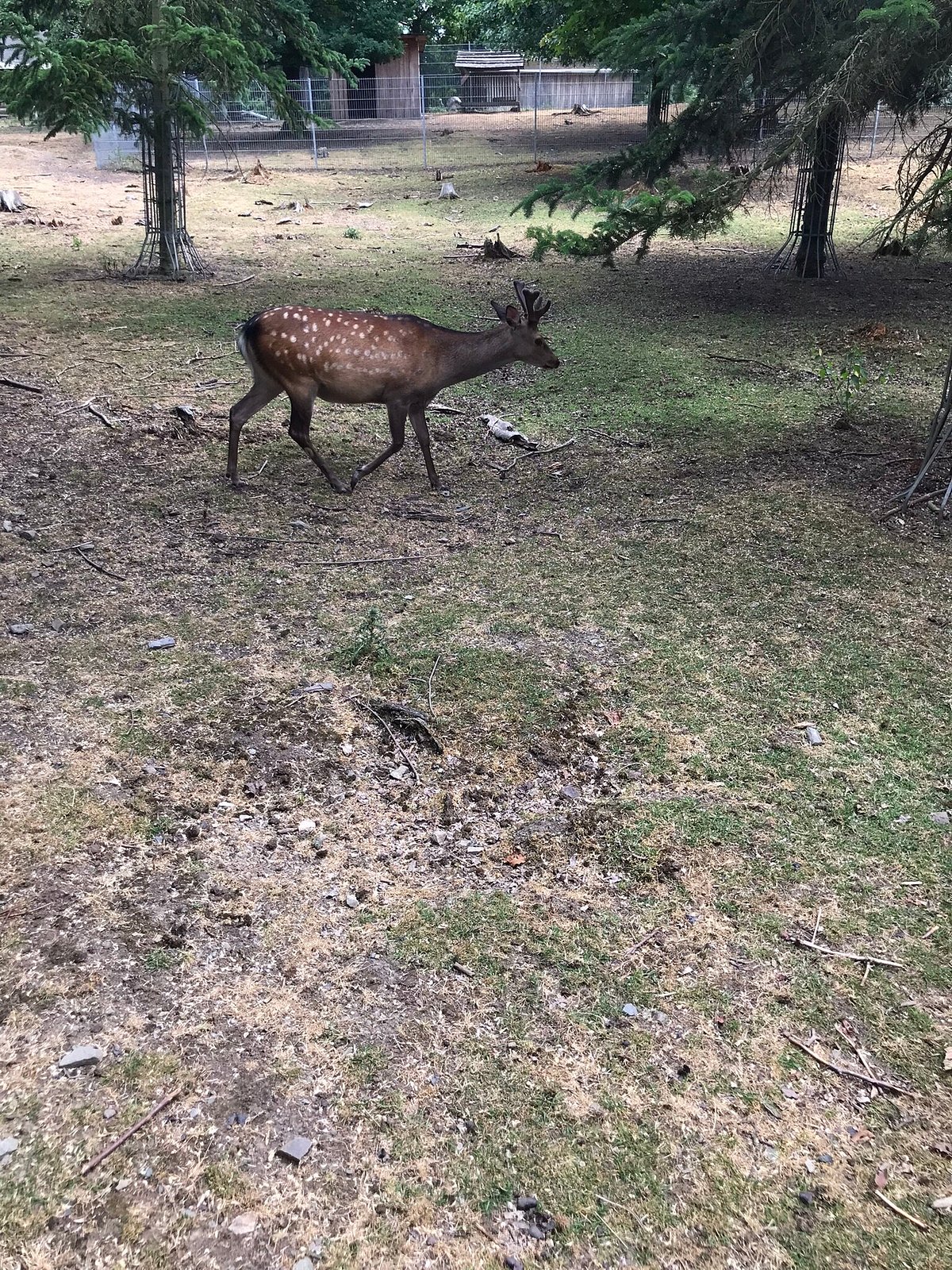 Wildgehege Rabensleite – Bild 1