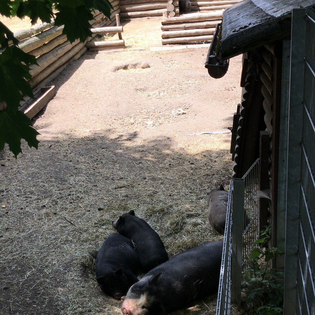 Wildgehege Rabensleite – Bild 6