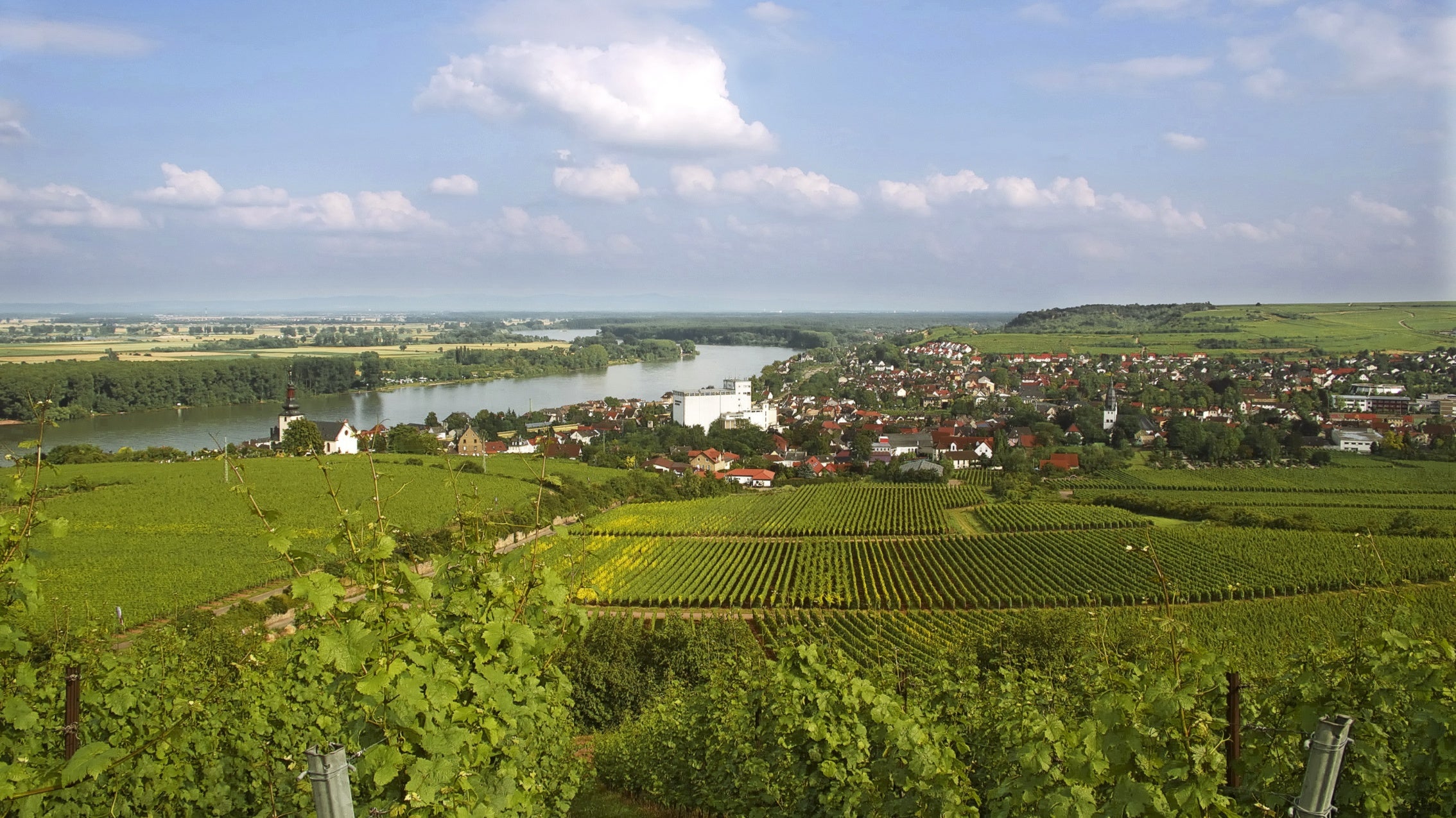 Wingertsschaukel Nierstein – Bild 1