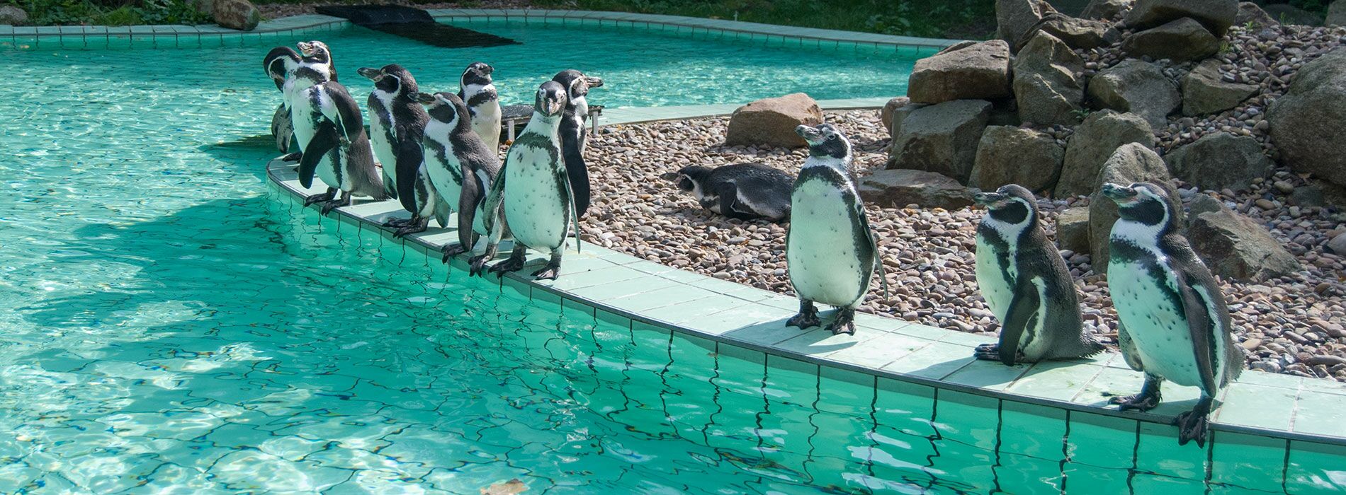 Jaderpark Tier- und Freizeitpark an der Nordsee – Bild 3