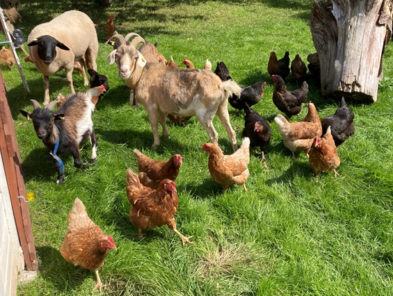 Ferienhof und Hofladen Königsmühle – Eva Hess – Bild 5