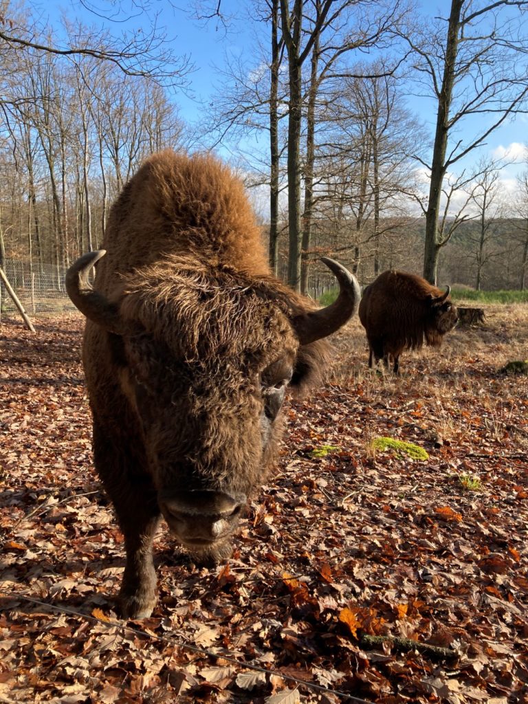 Wildpark Kaiserslautern – Bild 2
