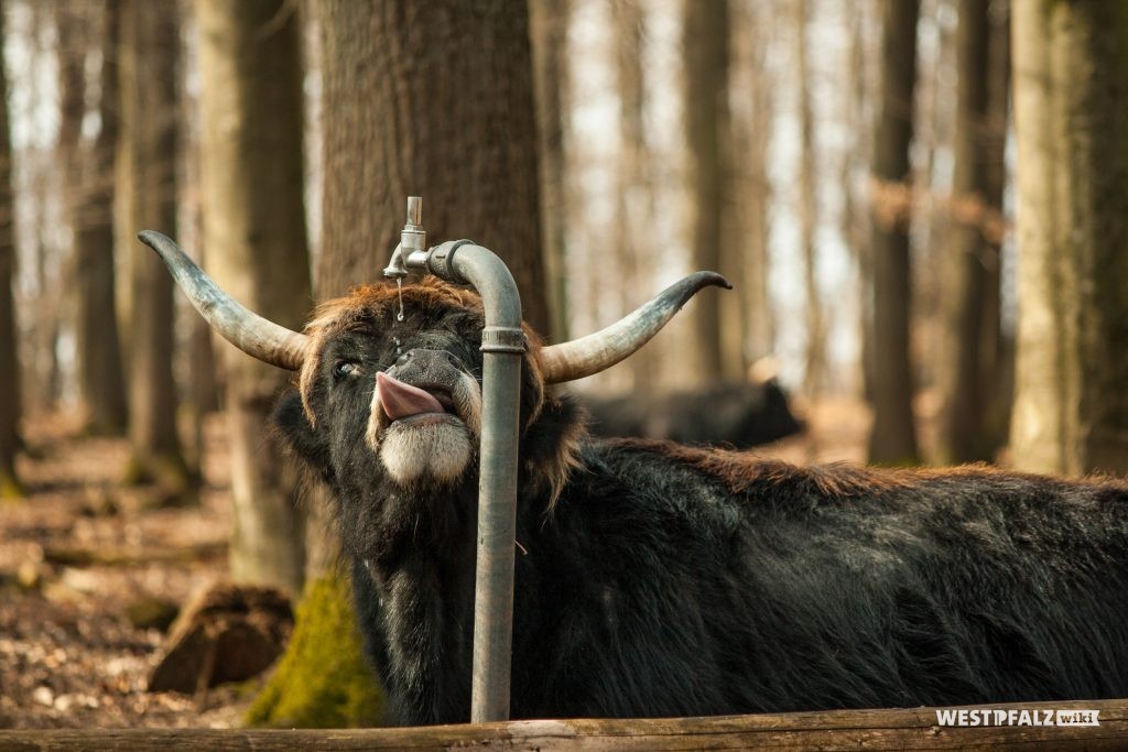 Wildpark Kaiserslautern – Bild 4