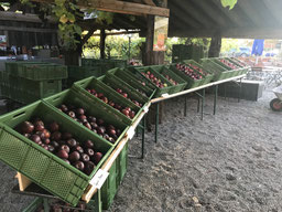 Biergarten Gumpp – Bild 3