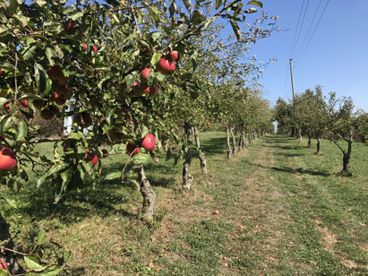 Biergarten Gumpp – Bild 4