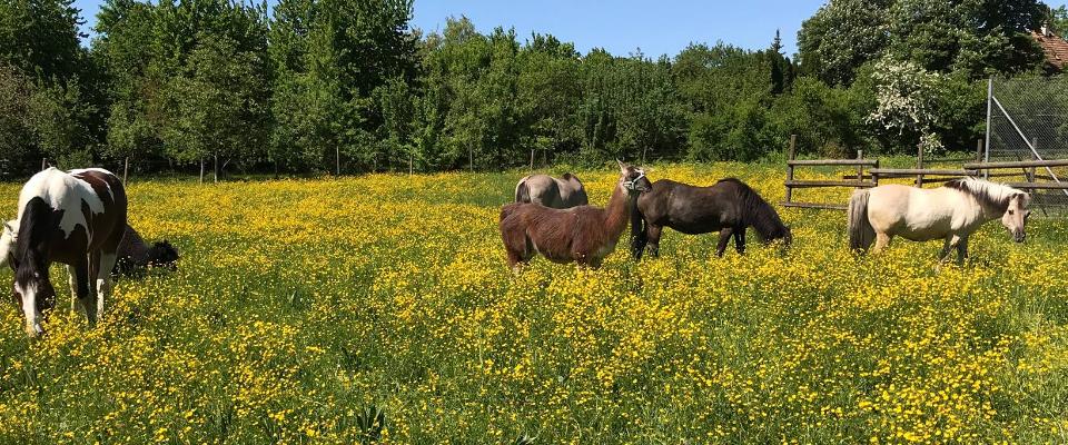 Jugendfarm Reisachmühle e.V. – Bild 5