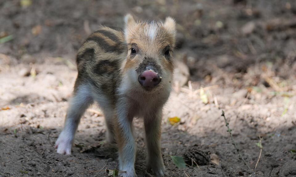 Tierpark Kunsterspring – Bild 5