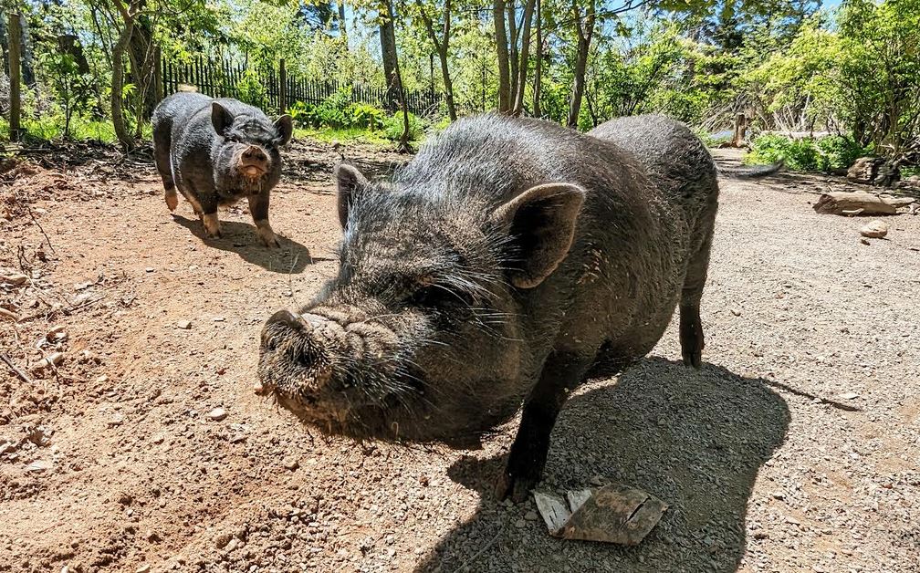 Schwarzwildpark – Bild 3