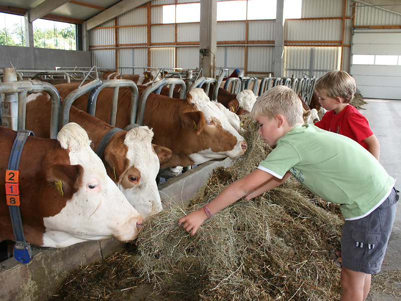 Benzenfurthof, Bauernhof Fam. Haußmann – Bild 2
