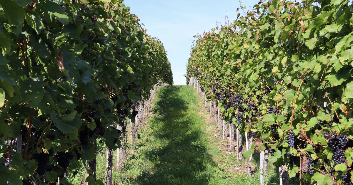 FelsengartenHof Ferienwohnung auf dem Winzer- und Bauernhof – Bild 5