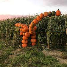 Lester's Farm Market – Bild 2