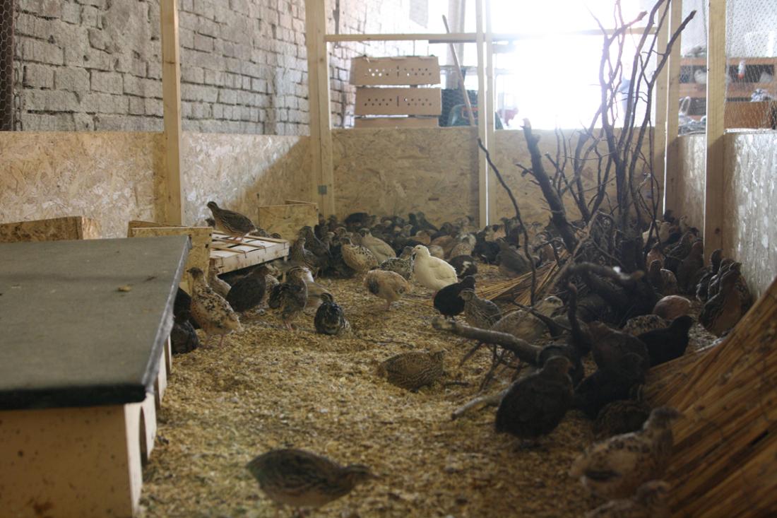 Wachtelstübchen – Bild 1