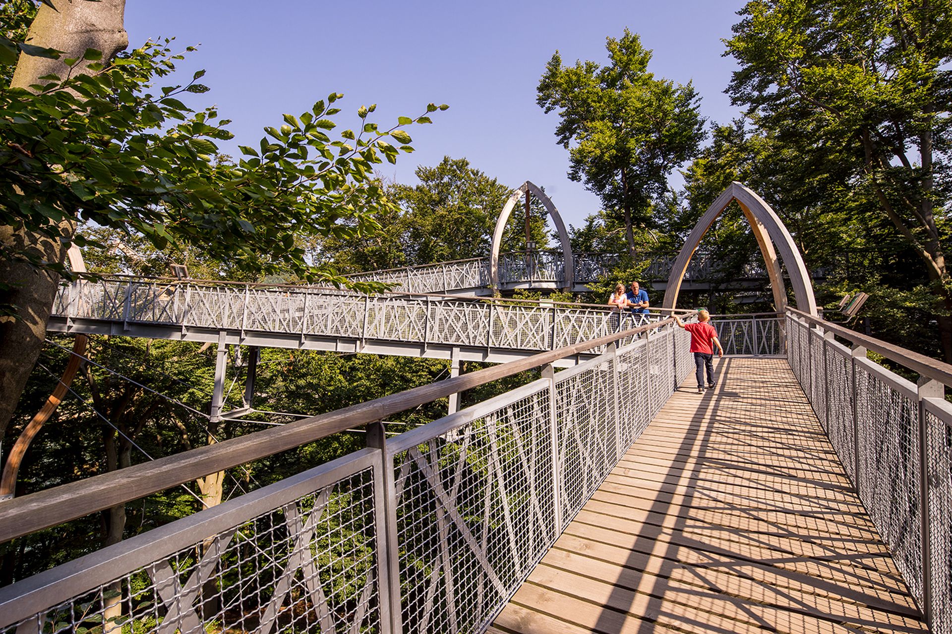 TreeTopWalk - der Baumkronenweg am Edersee – Bild 3