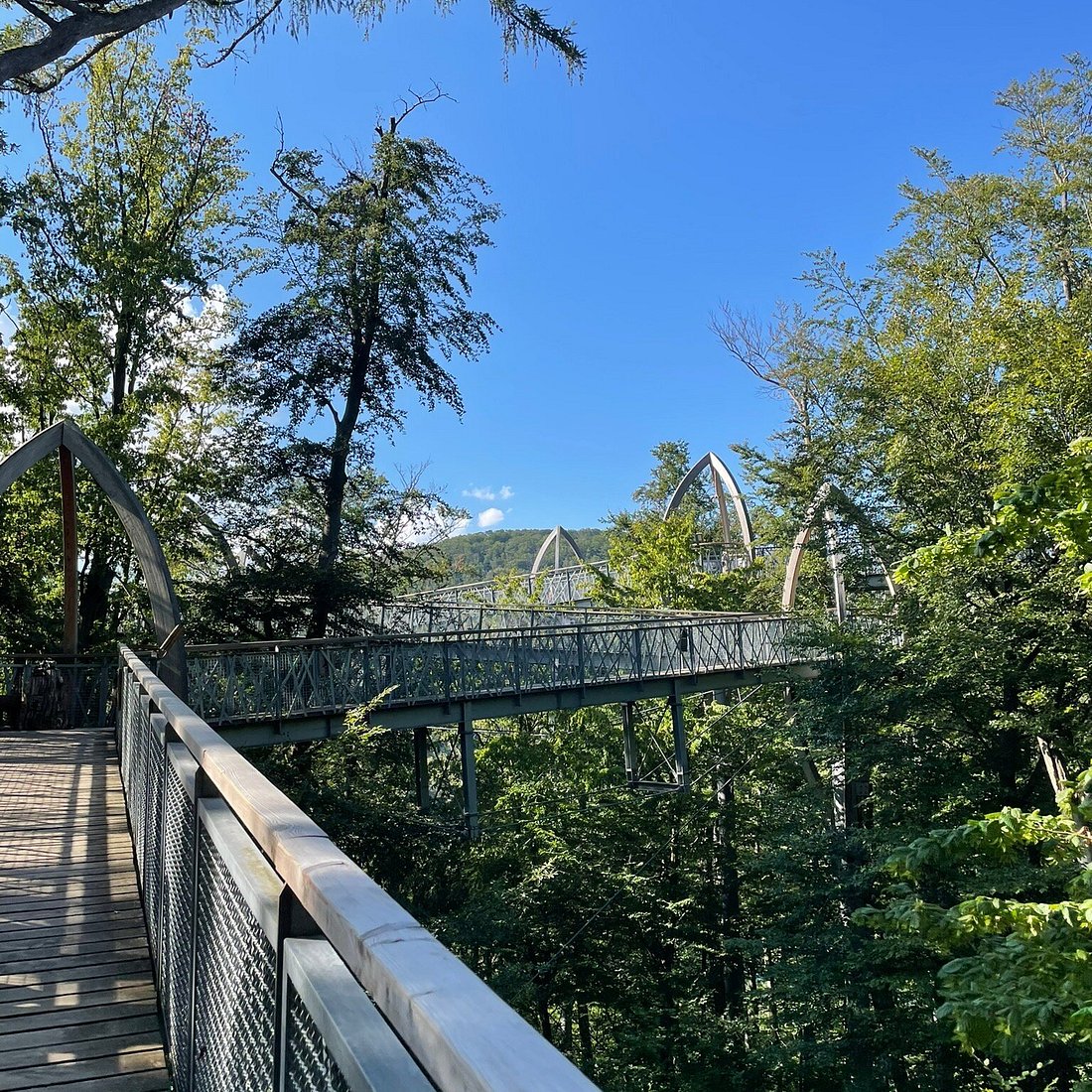 TreeTopWalk - der Baumkronenweg am Edersee – Bild 5