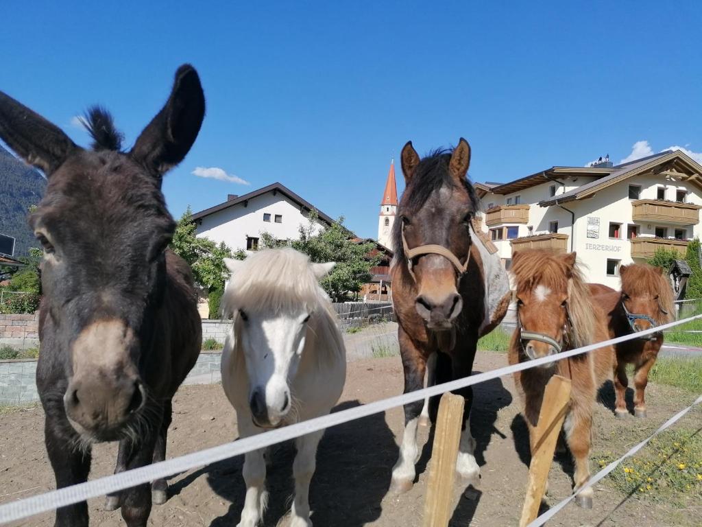 Kinderbauernhof Ierzerhof – Bild 2
