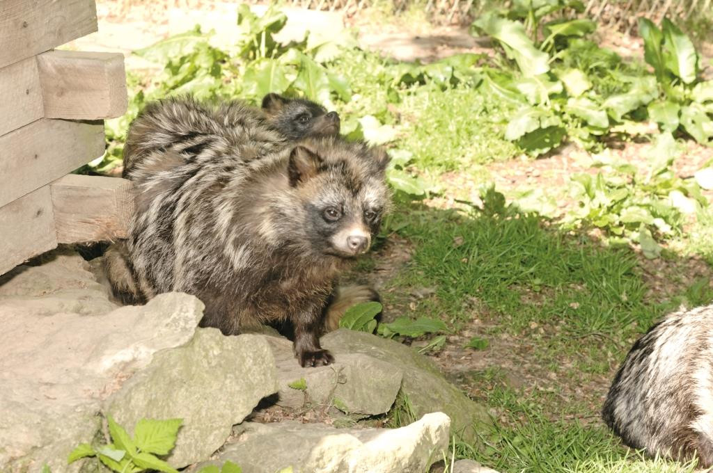 Tierpark Rose Melsungen-Röhrenfurth – Bild 4