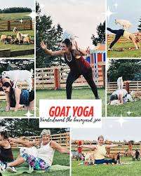 Vanderlaand The Barnyard Zoo – Bild 3