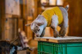 Vanderlaand The Barnyard Zoo – Bild 4