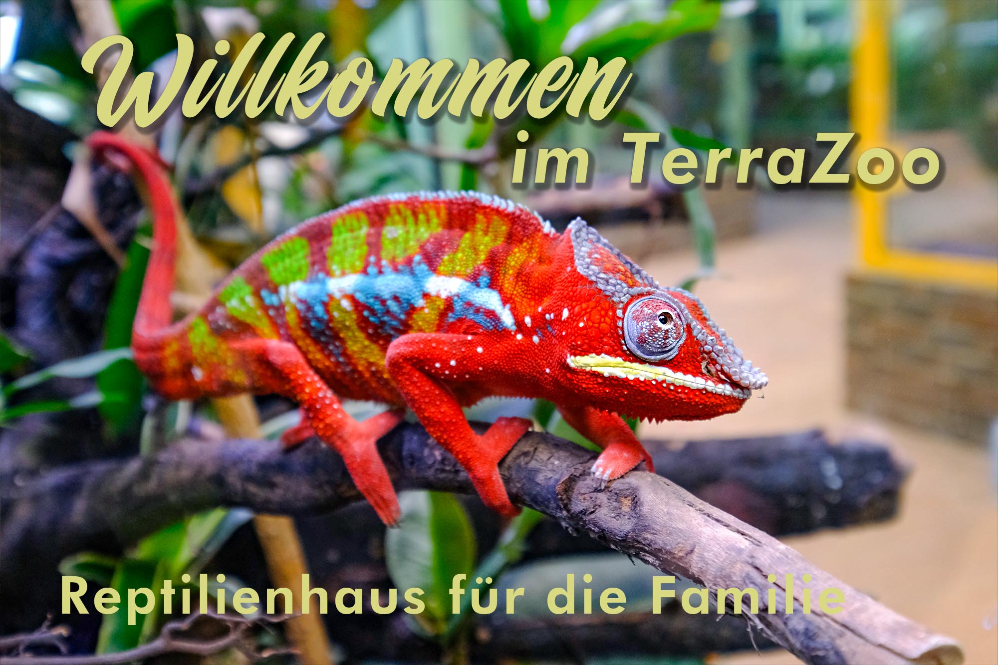 TerraZoo Rheinberg & Reptilienauffangstation – Bild 2