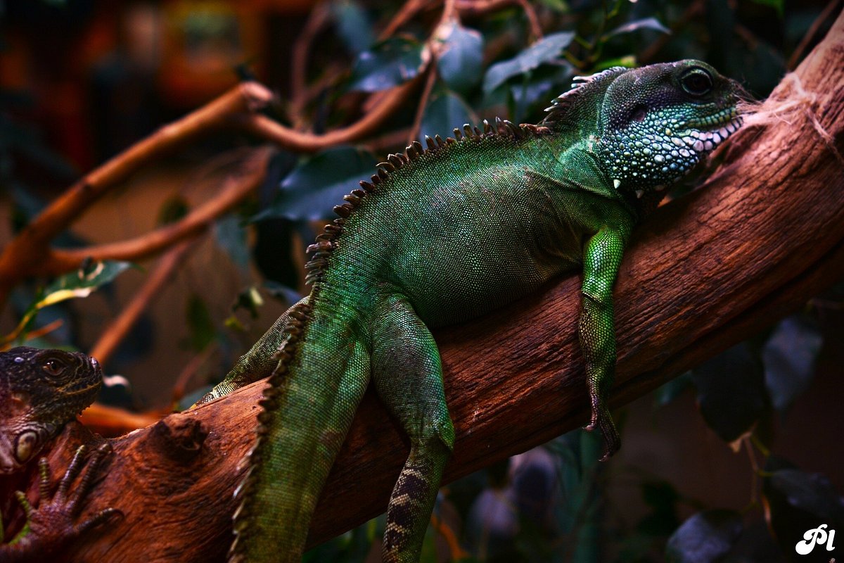 TerraZoo Rheinberg & Reptilienauffangstation – Bild 4