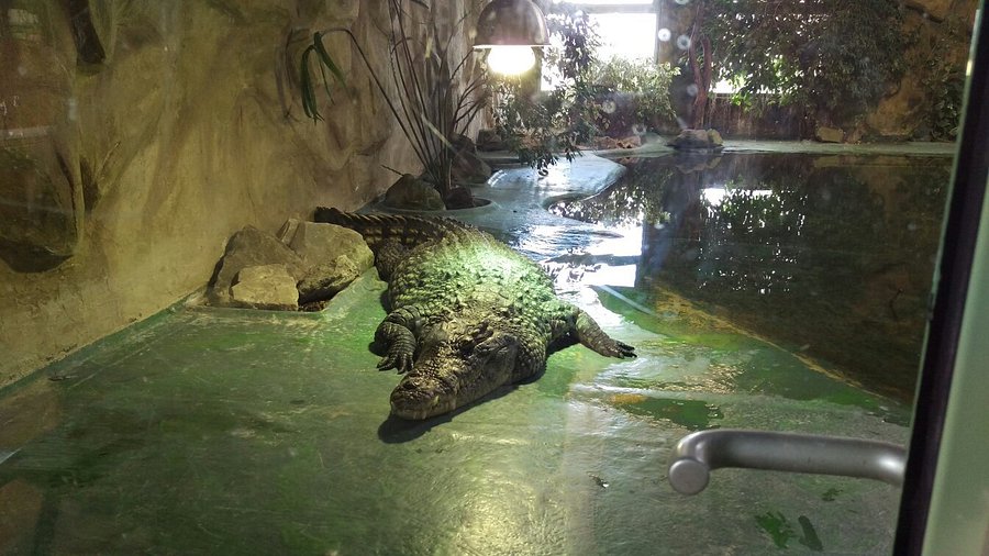 TerraZoo Rheinberg & Reptilienauffangstation – Bild 6