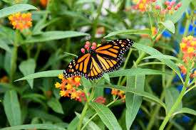 Butterfly Conservatory – Bild 2