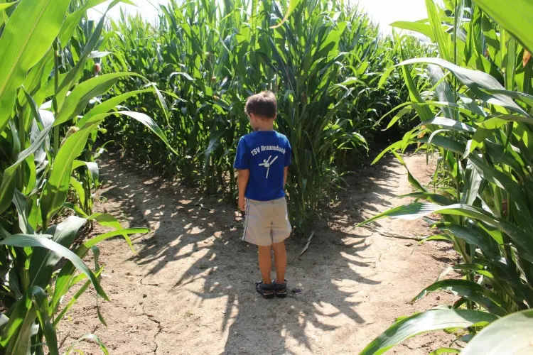 Mais Labyrinth Renz – Bild 2