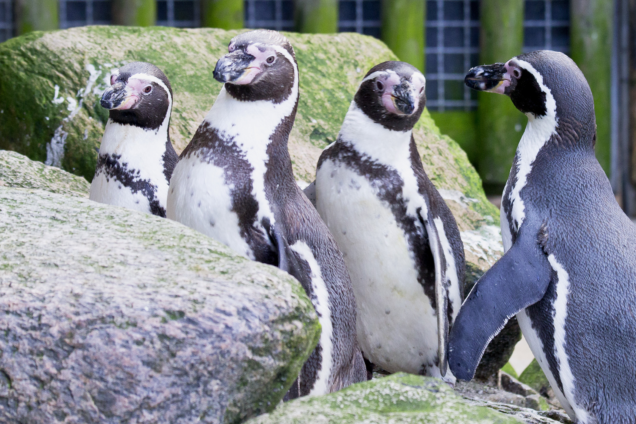 Zoo im Kurpark – Bild 2