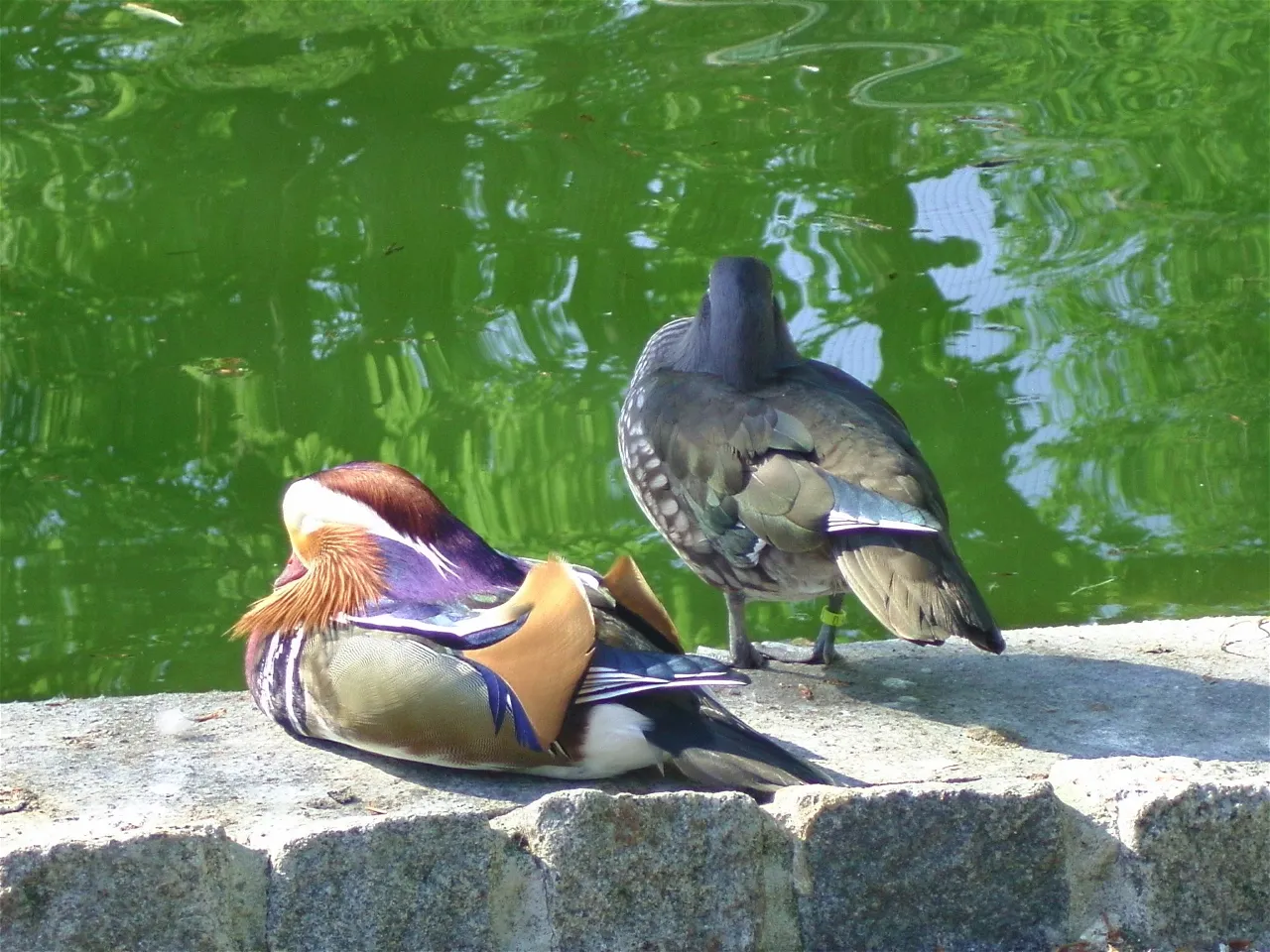 Zoo im Kurpark – Bild 3