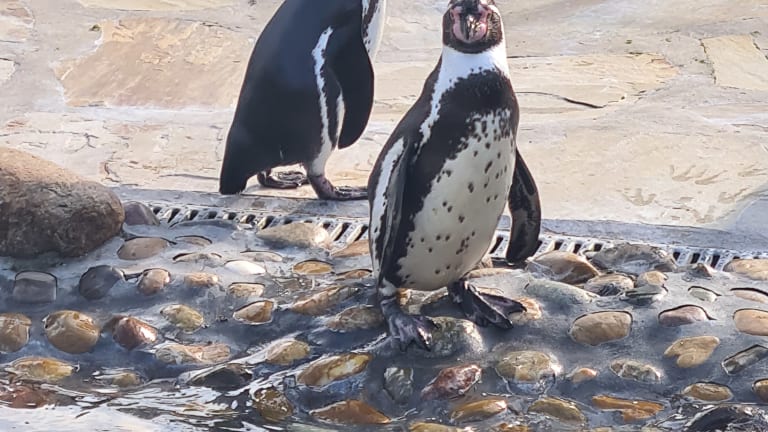 Zoo im Kurpark – Bild 5