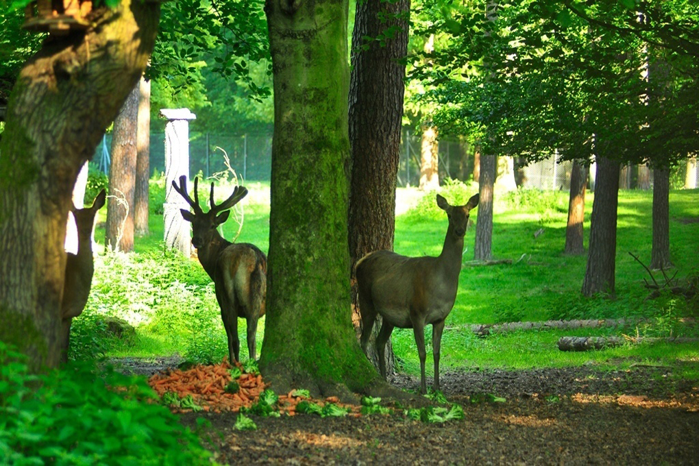 Brunnen am Wildgehege – Bild 5