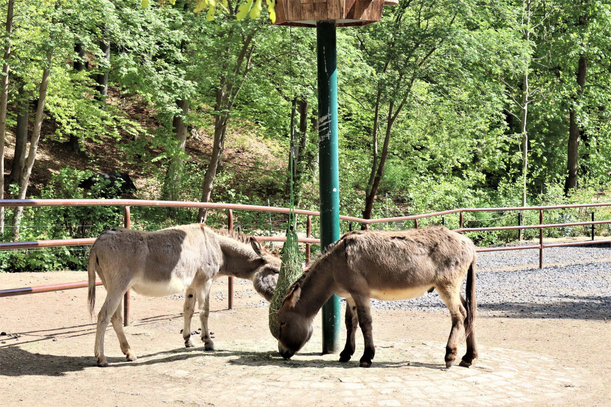 Tiergehege im Sahnpark – Bild 3