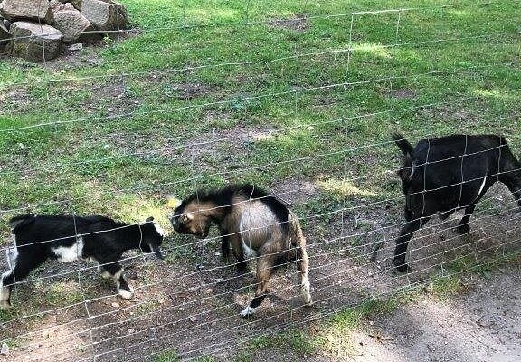 Tiergehege im Sahnpark – Bild 4
